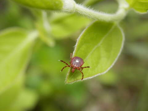 Image of Lone Star Tick