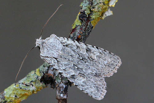 Image of grey shoulder-knot