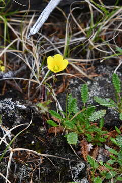 Image of whiplash saxifrage