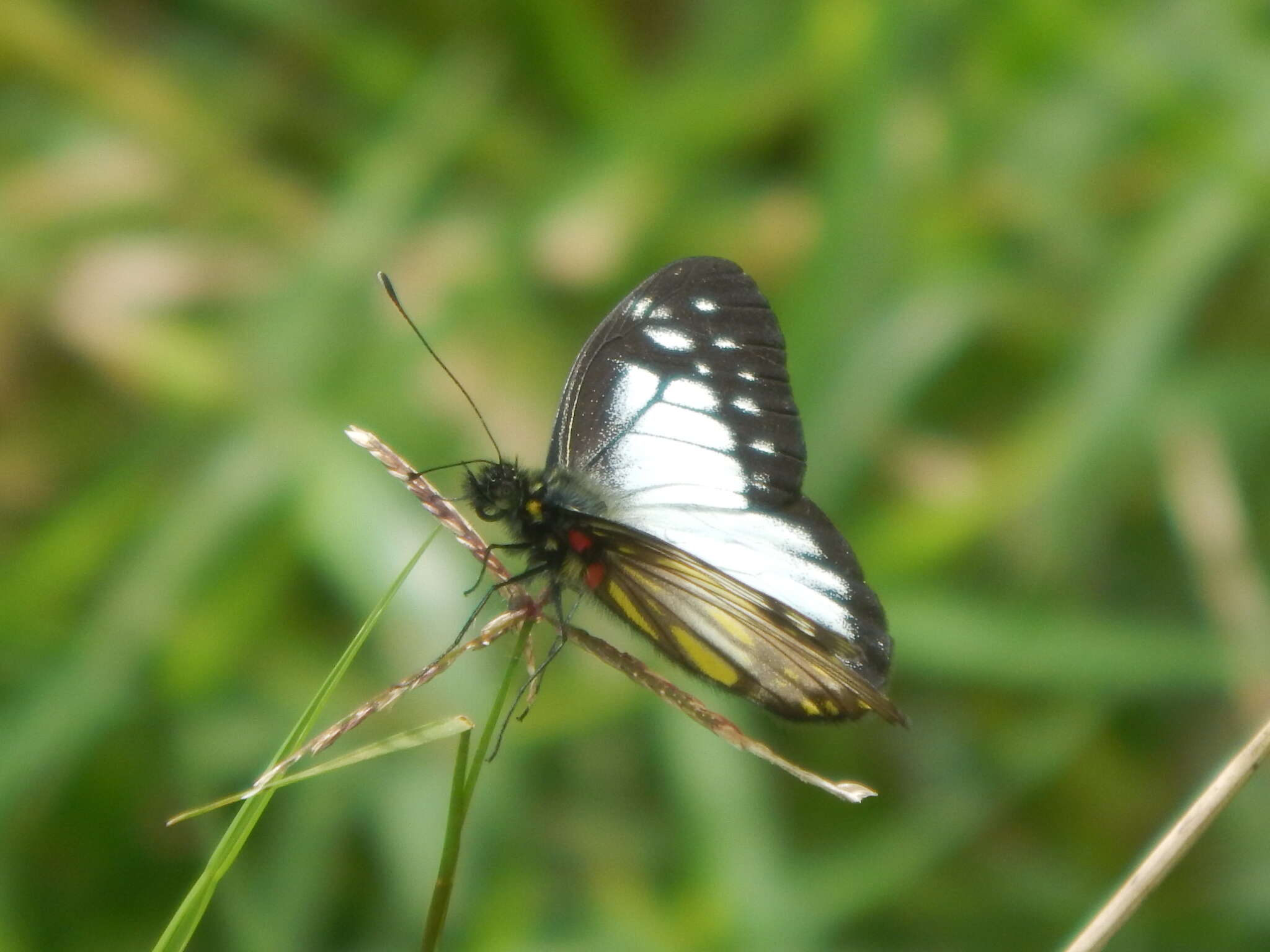 Image of Catasticta prioneris (Hopffer 1874)