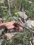 Image of Wright's snakeweed