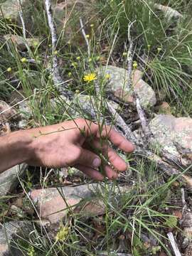 Image of Wright's snakeweed