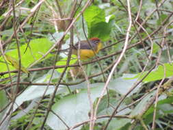 Image of Brown-capped Redstart