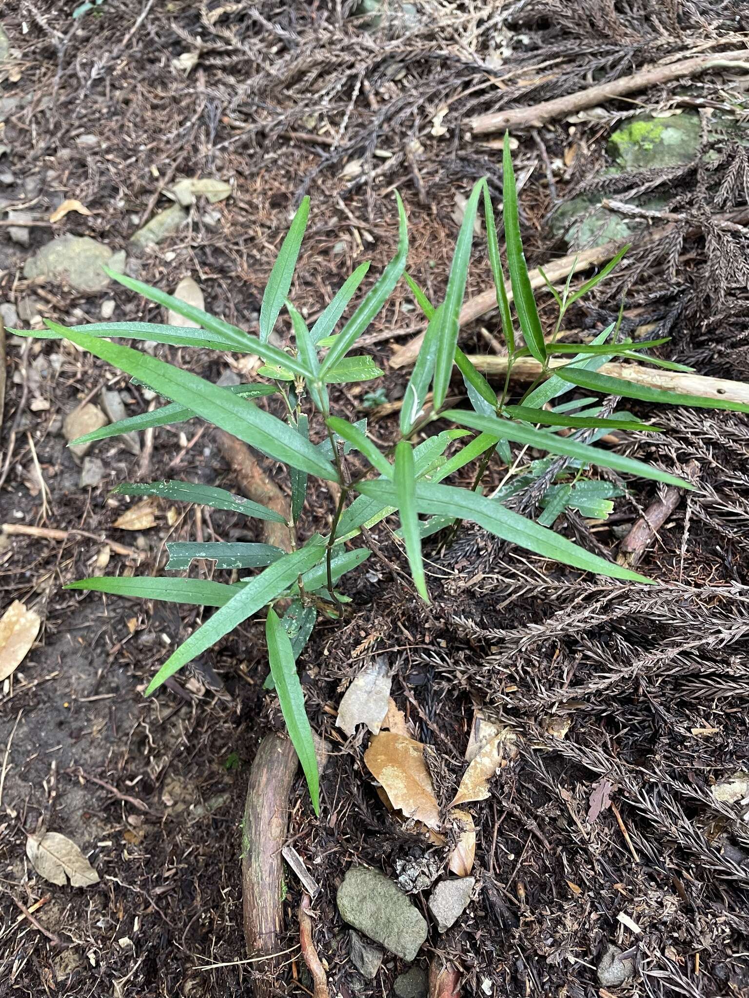 Image of Damnacanthus angustifolius Hayata