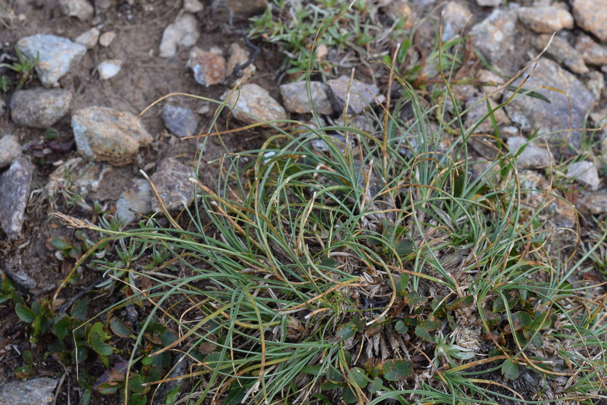 Image de Carex curvula All.