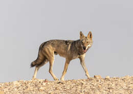 Image of Arabian wolf