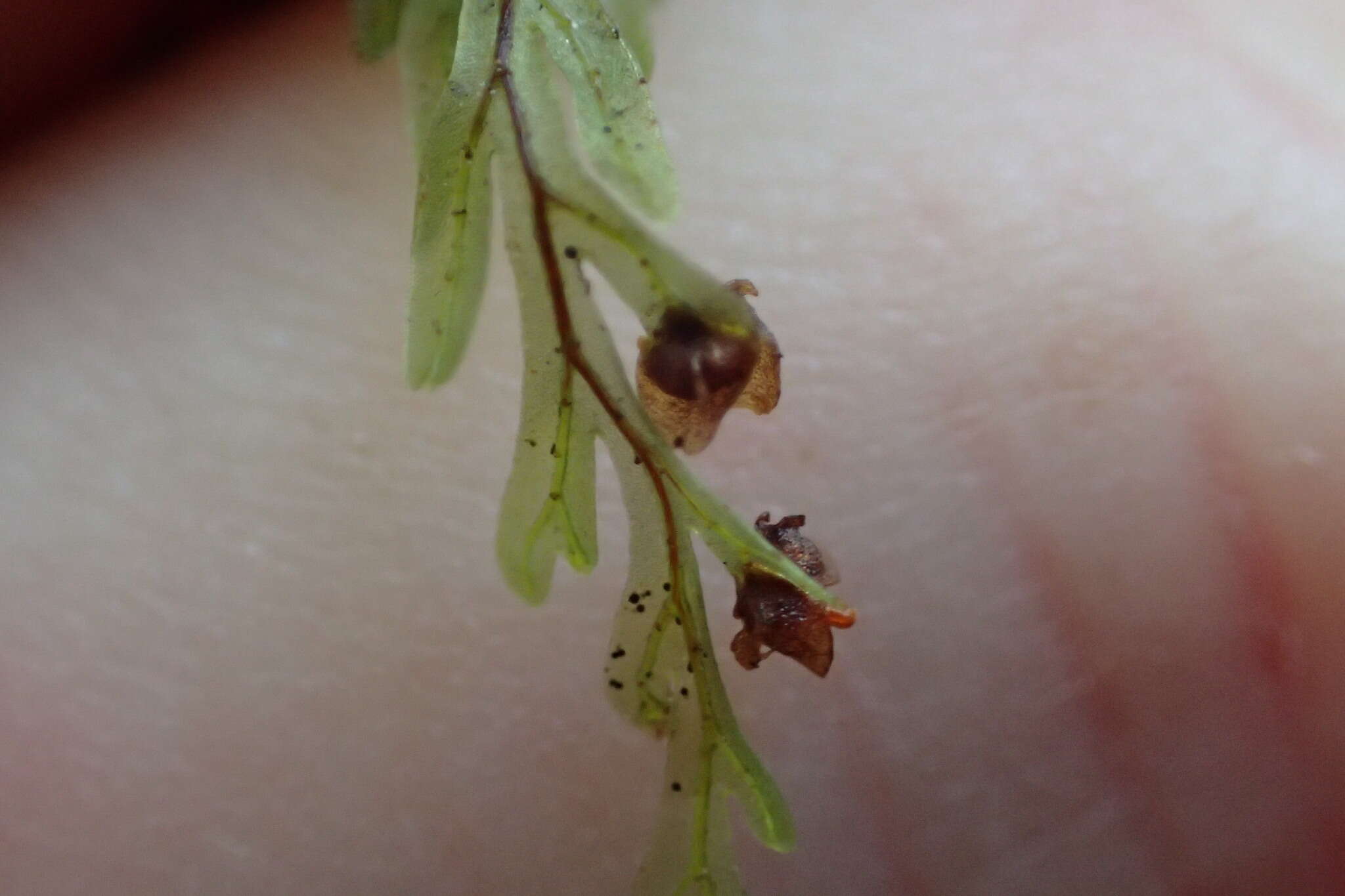 Image of Hymenophyllum sanguinolentum (G. Forst.) Sw.