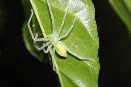 Image de Gnathopalystes taiwanensis Zhu & Tso 2006