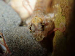 Image of Eastern Jumping Blenny