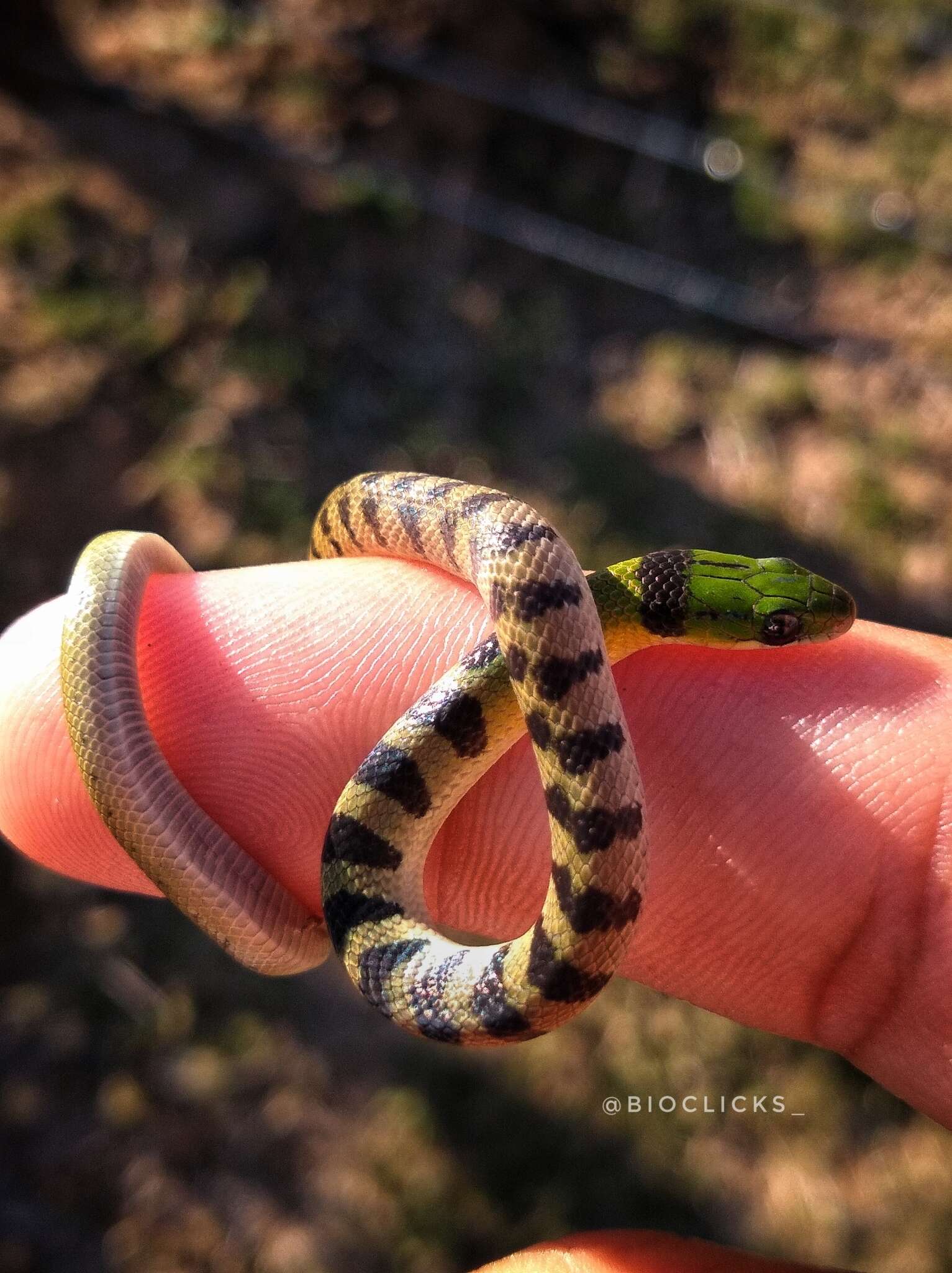 Image of Crown Ground Snake