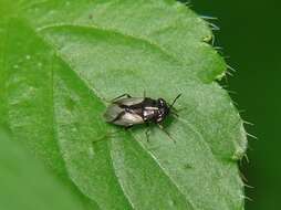 Image of Geocoris (Geocoris) lineolus (Rambur 1839)