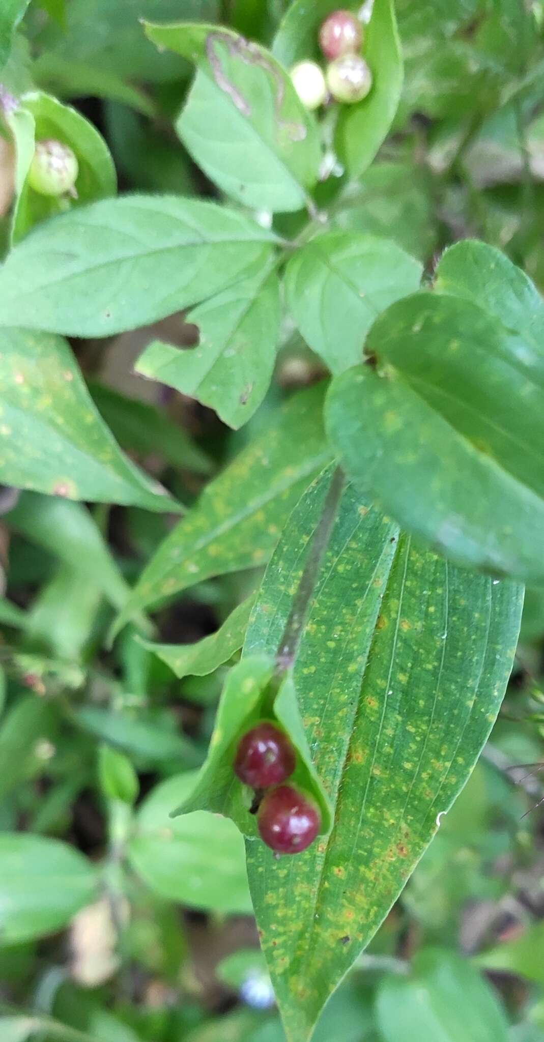 Commelina leiocarpa Benth.的圖片