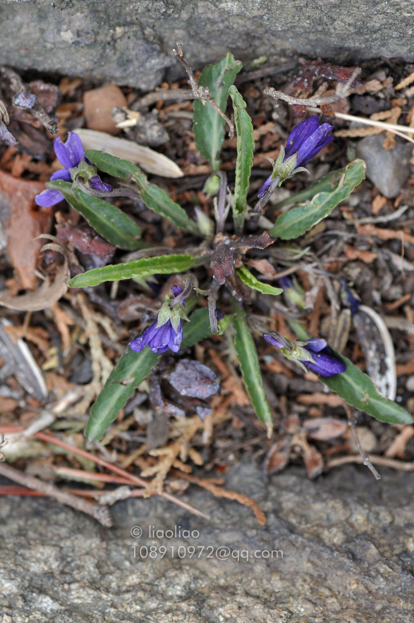 Image of Viola philippica Cav.