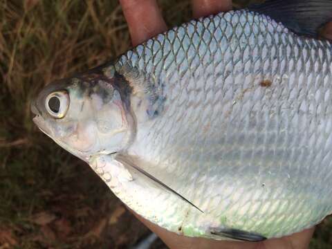 Image of Bony Bream