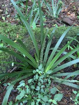 Image of Dietes iridioides subsp. iridioides