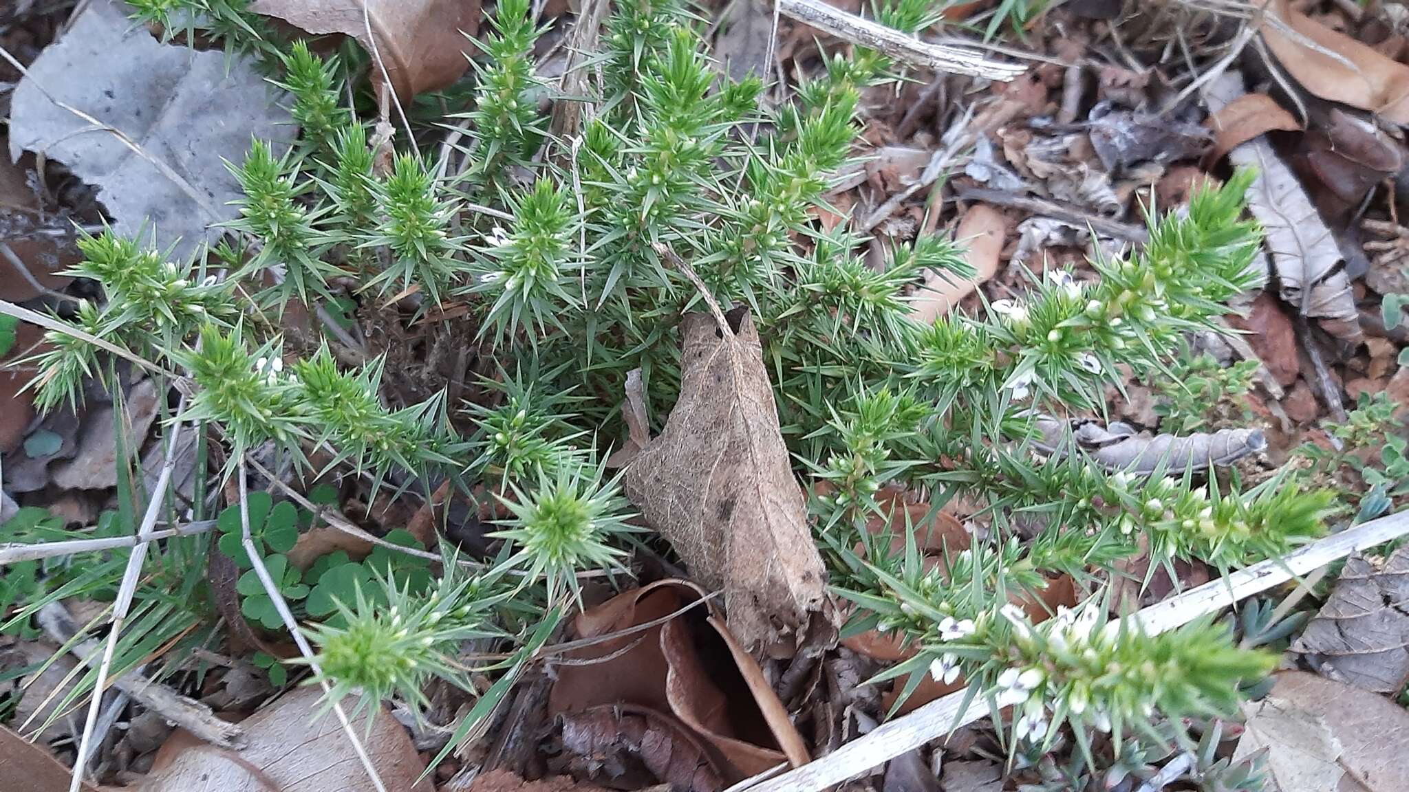 Image of Muraltia ononidifolia Eckl. & Zeyh.