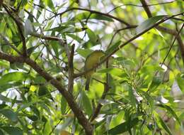 Image of Lemon-bellied White-eye