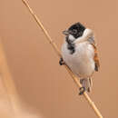 Image of Emberiza schoeniclus tschusii Reiser & Almasy 1898