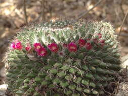 Image de Mammillaria mystax Mart.