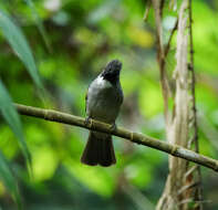 Image of Ashy Bulbul