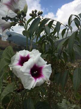 Imagem de Ipomoea campanulata L.