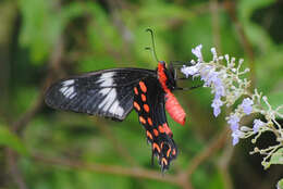 Image of Pachliopta hector (Linnaeus 1758)