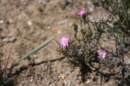 Ruschia congesta (Salm-Dyck) L. Bol. resmi