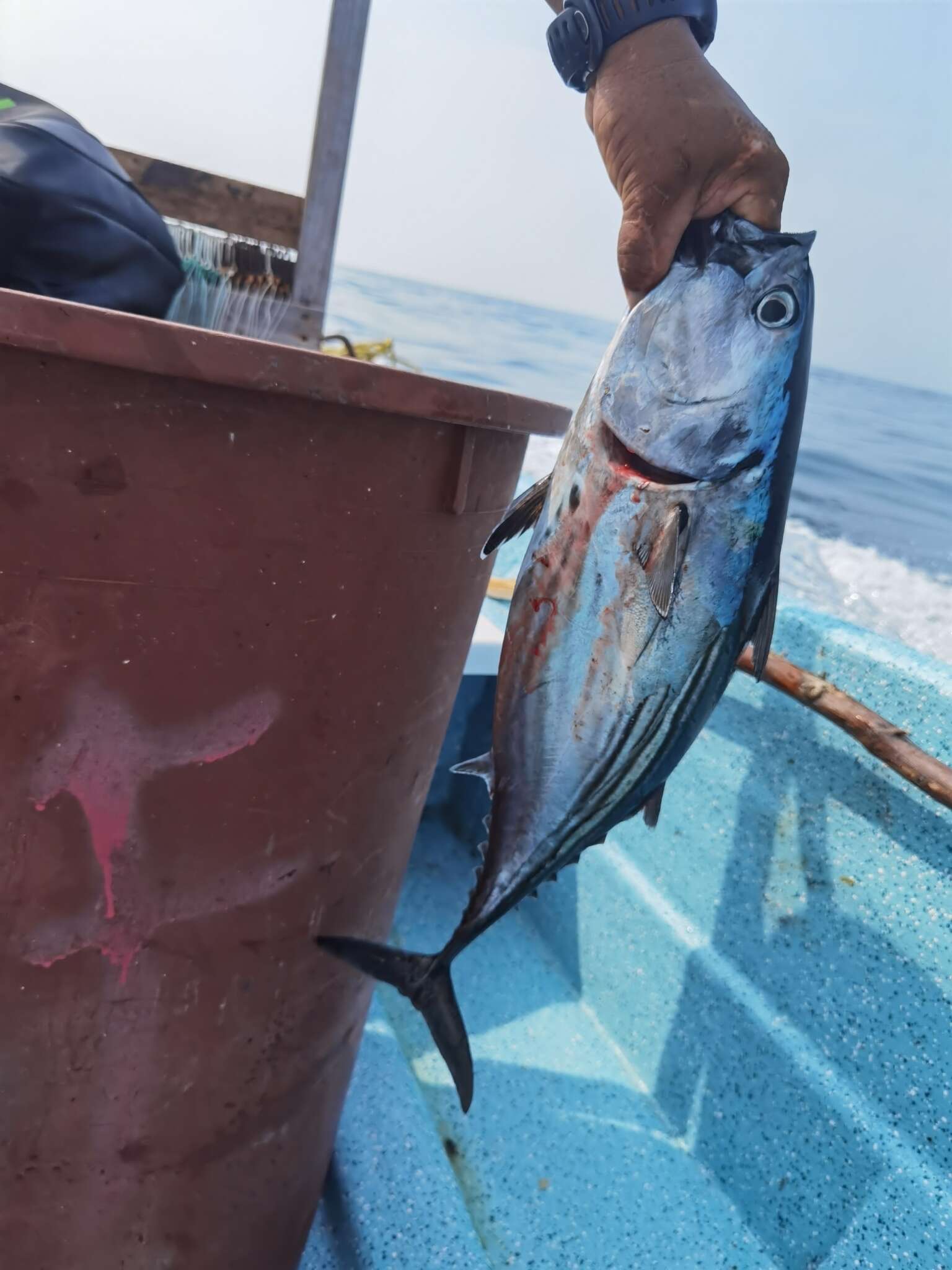 Image of Black Skipjack