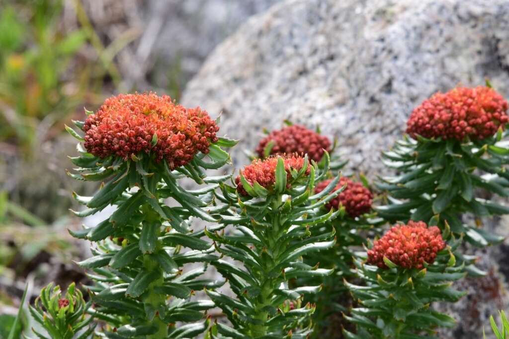 Image of Rhodiola kirilowii (Regel) Maxim.