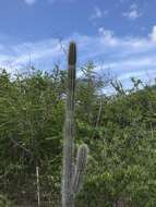 Cereus repandus (L.) Mill. resmi