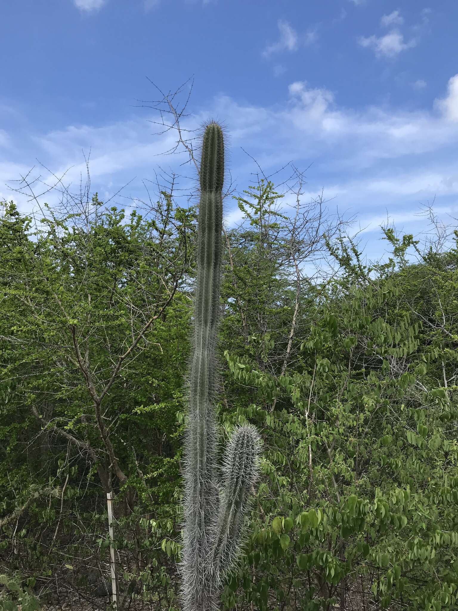 Cereus repandus (L.) Mill. resmi