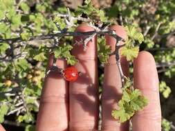 Image of Ribes tortuosum Benth.