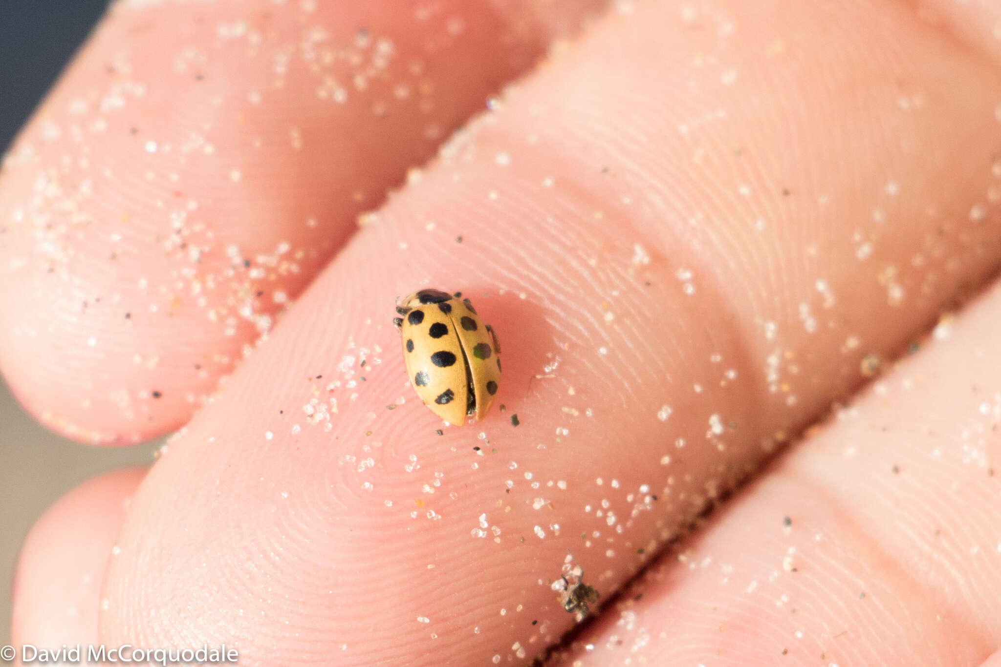 Image of 13-spot ladybird