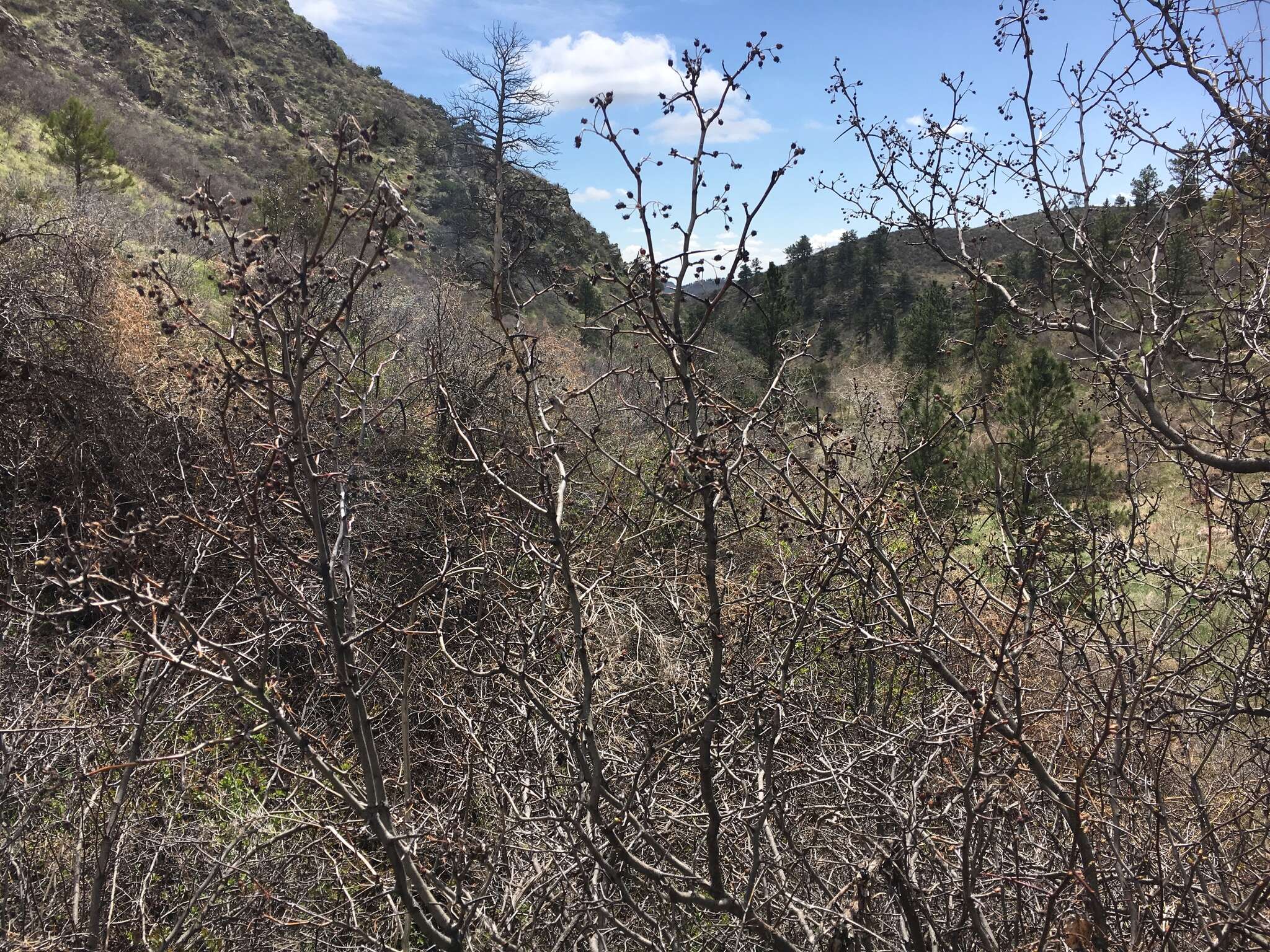 Image of cerro hawthorn