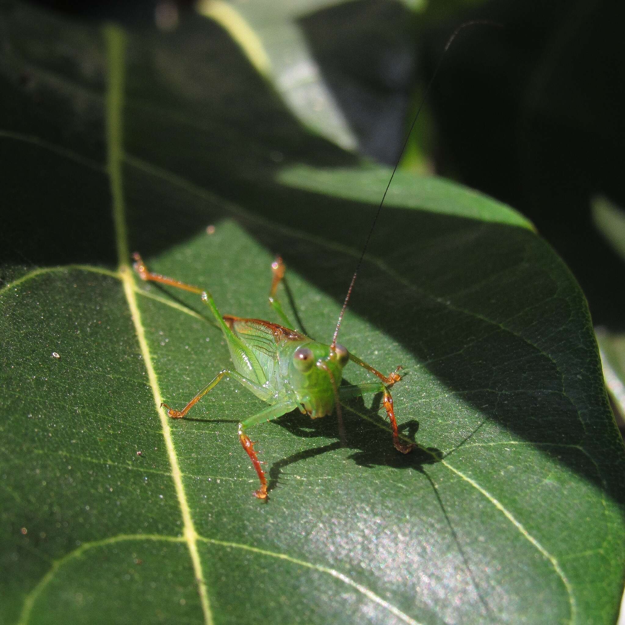 Image of Cephalophlugis cephalotes (Bolívar & I. 1888)