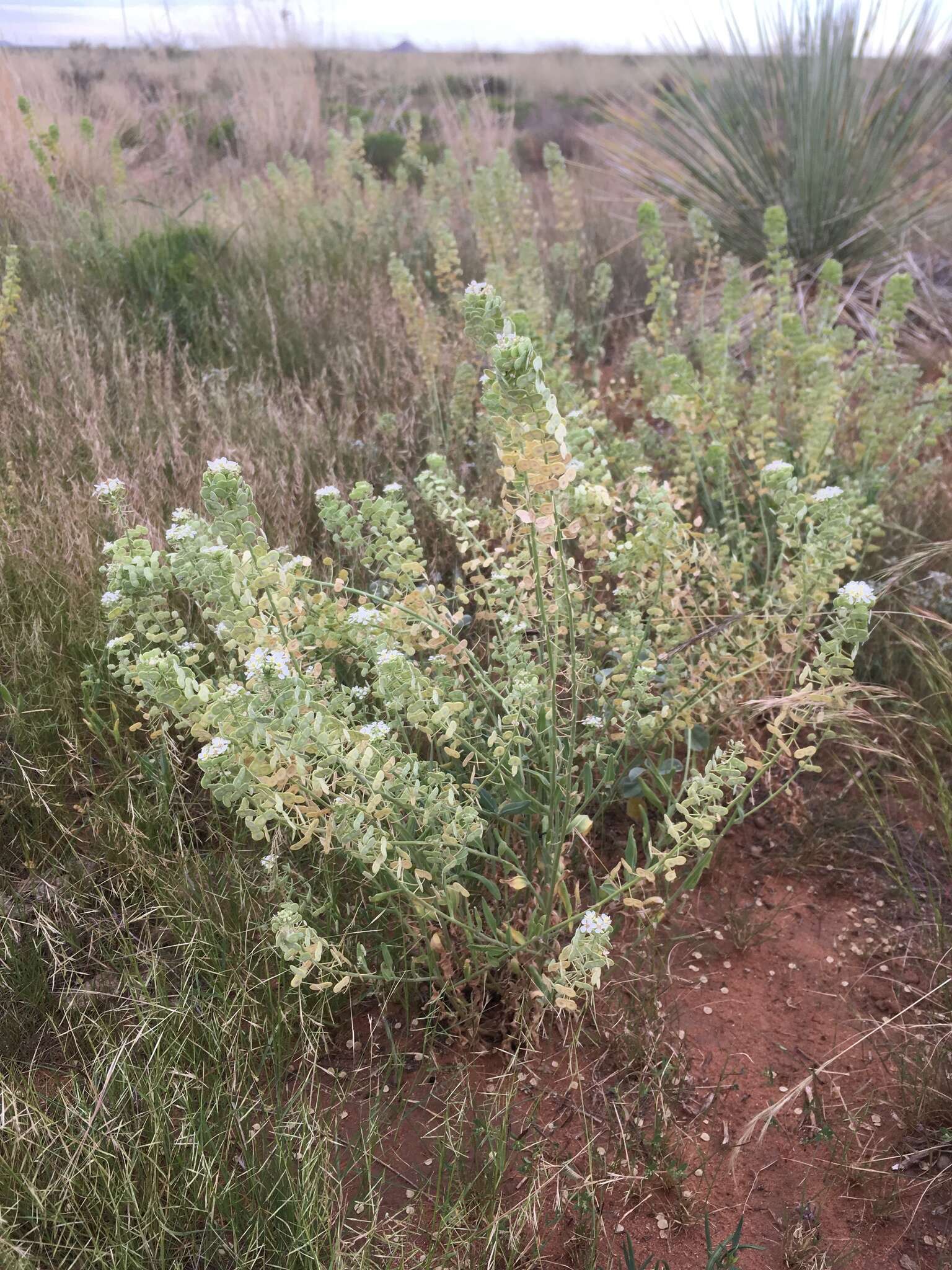 Image of Dimorphocarpa wislizenii (Engelm.) Rollins