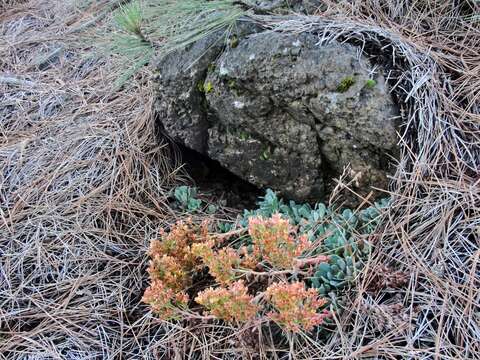 Sedum rubiginosum resmi