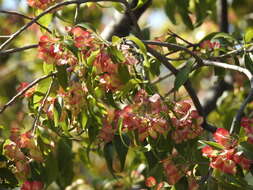 Plancia ëd Wimmeria microphylla L. Radlkofer