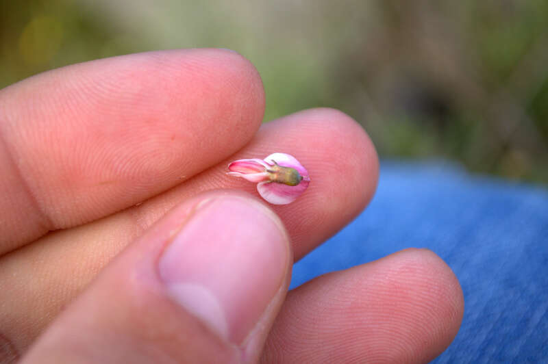 Image of Wiborgia tenuifolia E. Mey.