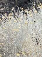 Image of Ericameria nauseosa var. hololeuca (A. Gray) G. L. Nesom & G. I. Baird