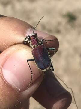 Image of Cicindela (Cicindela) formosa pigmentosignata W. Horn 1930