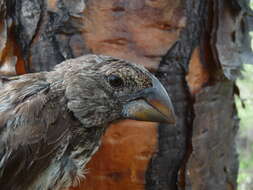 Image of Large Ground Finch