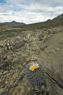 Image of Thelocactus rinconensis subsp. rinconensis