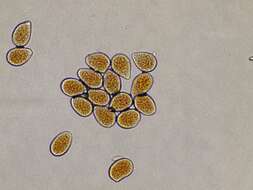 Neophysopella ampelopsidis (Dietel & P. Syd.) Jing X. Ji & Kakish.的圖片