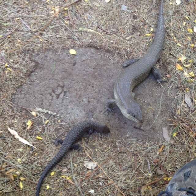 Image of King's Skink