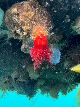 Image of armoured sea cucumber