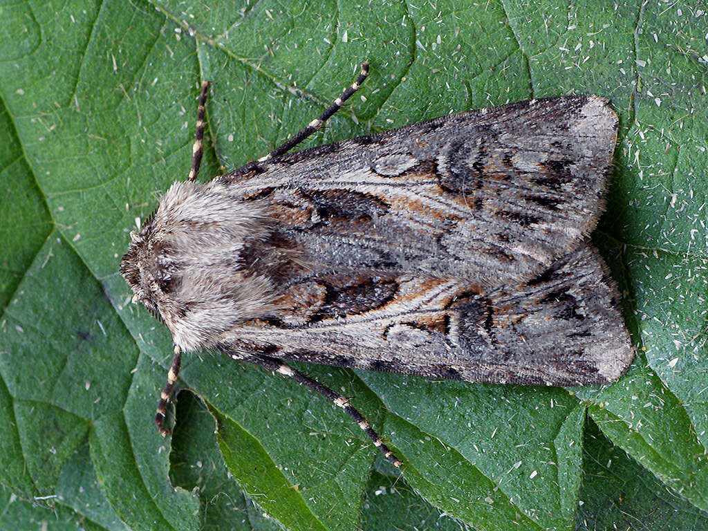 Agrotis vestigialis Hüfnagel 1766的圖片