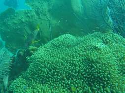 Image of Yellow Pencil Coral