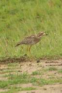 Image of Cape Thick-knee