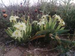 Image of Ferraria macrochlamys (Baker) Goldblatt & J. C. Manning